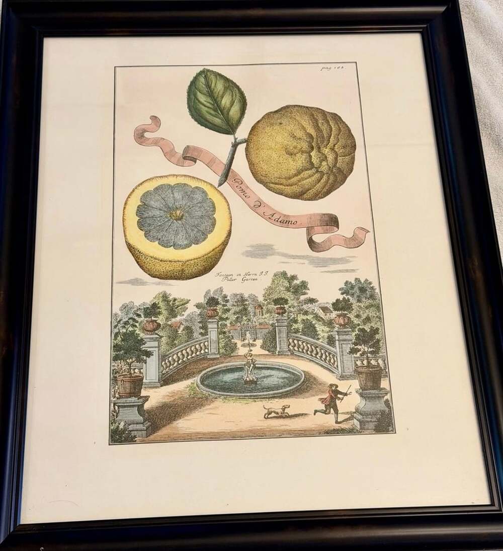 Johann Christoph Volckamer 18th Century Antique Botanical Citrus Engraving Pomo